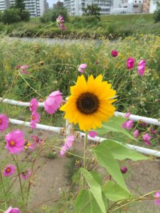 Sunflower_Chitose