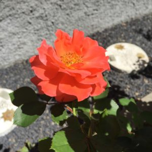 Rose_Japan