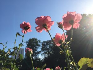 Pink_Flowers_And_Sky