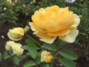 Yellow_Roses