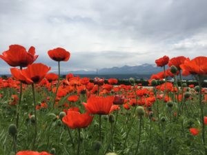 A_Field_of_Poppies