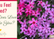Do You Feel Loved? What Does Love Mean to You?
